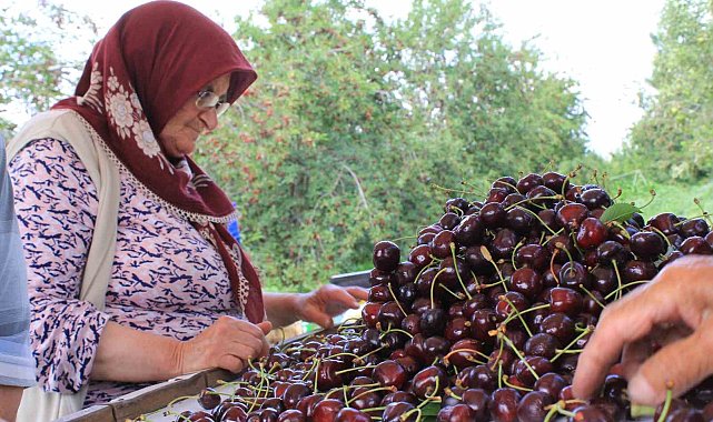 Dondurulmuş kirazda da dünya lideriyiz