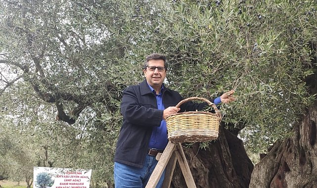 Dünya zeytin ağacı günü Manisa'da buruk geçti