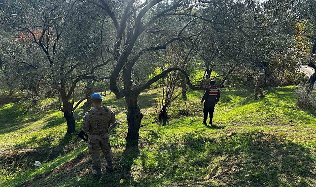 Edremit'te zeytin hırsızlığına karşı komandolar sahada