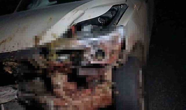 Elazığ'da kamyonet sürüye çarptı: 30 küçükbaş hayvan telef oldu