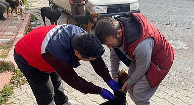 Emet'te sahipli kedi ve köpeklere mikroçip ve kuduz aşısı uygulaması