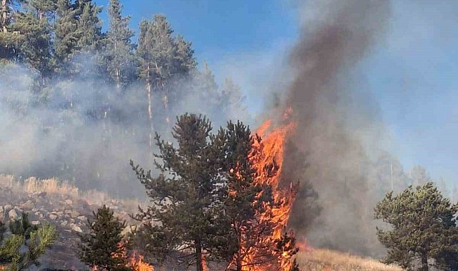 Erzurum'da orman yangını
