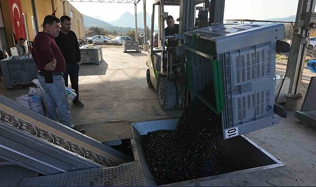 Eskişehir'in Akdeniz'inde zeytinyağının soğuk sıkım yolculuğu