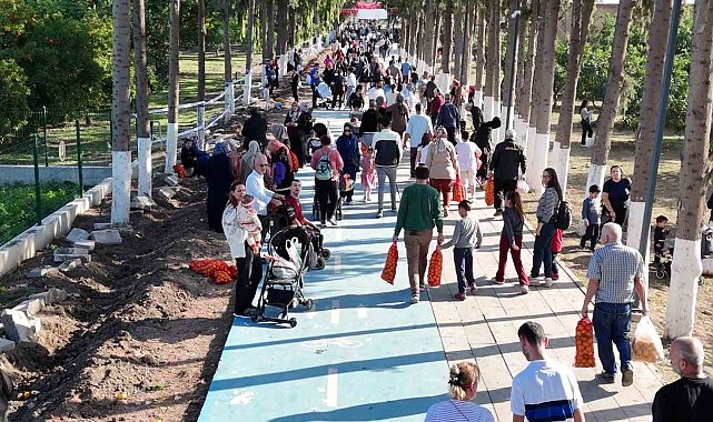 Filesini eline alan vatandaşlar dalından bedava narenciye topladı