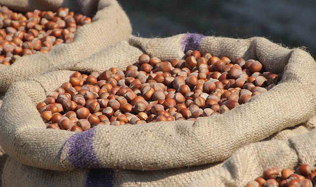 Fındık üreticilerinden Ferrero'ya "manipülasyon" tepkisi: "Amaç üreticiyi panikletip ucuza fındık almak"