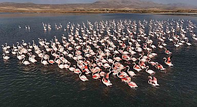 Flamingolar, Erçek Gölü'ndeki konaklama süresini uzattı