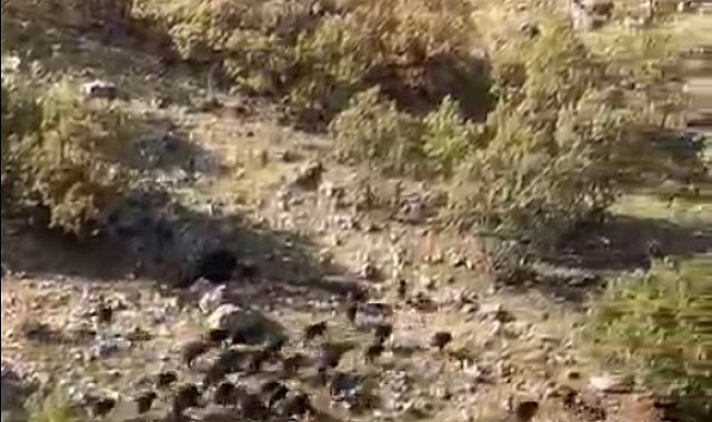 Gercüş'te domuz sürüleri görüntülendi