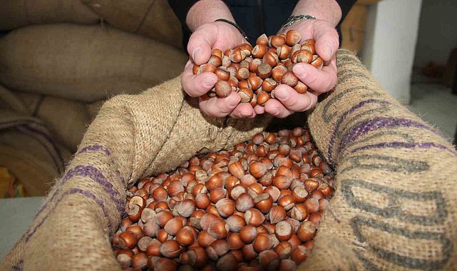 Giresun'da fındık fiyatları tekrar yükselişe geçti