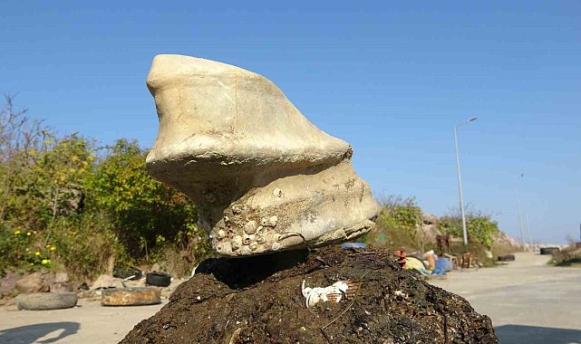 Giresun'un Bulancak ilçesinde denizde bulunan cisim balıkçıları şaşırttı