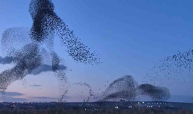 Gökyüzünde terapi etkisi: Sığırcıklardan muhteşem dans