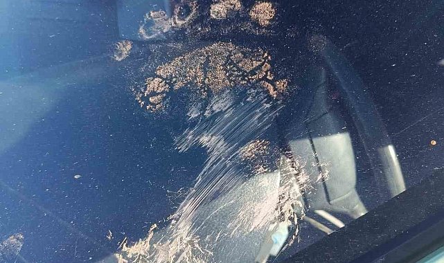 Gümüşhane'de ayı park halindeki araca saldırdı