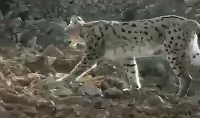 Hakkari'de vaşak görüntülendi