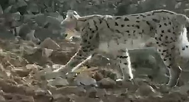 Hakkari'de vaşak görüntülendi