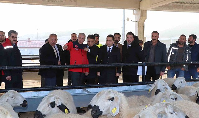 Hane başı yüzde 70'i hibe olarak 50 koyun 2 koç dağıtıldı