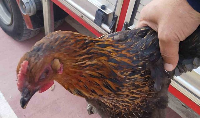 Harşit Çayı'na düşen tavuğu itfaiye kurtardı