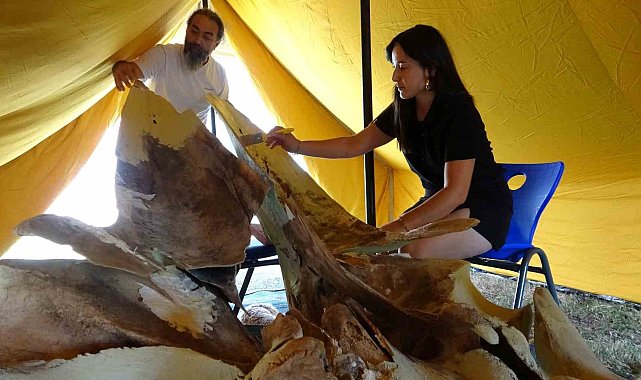 Heyecanlandıran keşifte 16 metrelik balinanın kemikleri birleştirilmeye başlandı