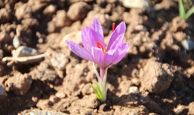 Honaz Belediyesi Yerel Tohum Merkezi'nde safran soğanları filizlenmeye başladı
