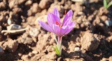 Honaz Belediyesi Yerel Tohum Merkezi'nde safran soğanları filizlenmeye başladı