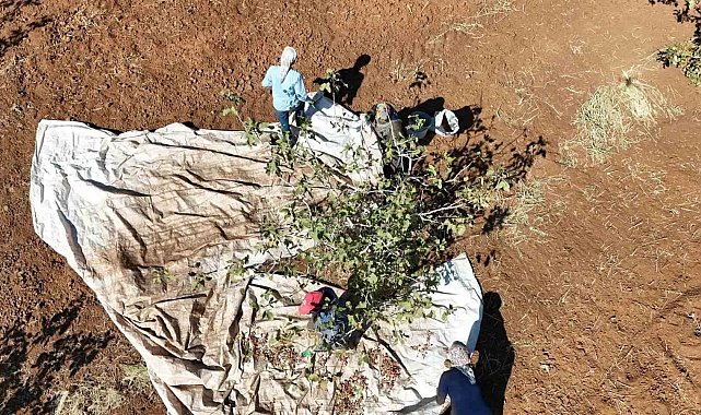 İdil'de fıstık hasadı başladı