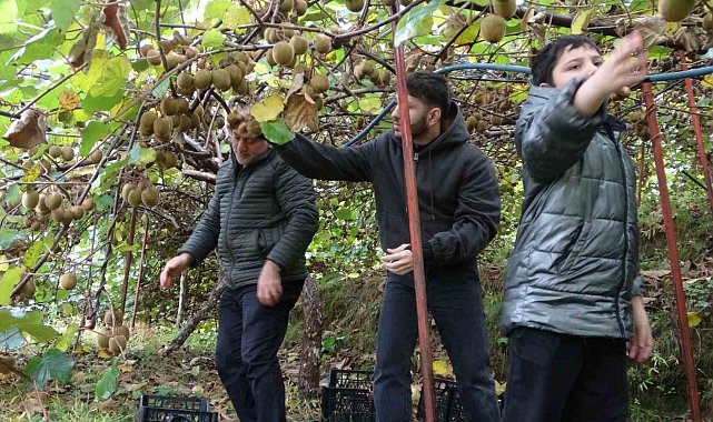 İran'dan gelen kivi fiyatları ucuzlatıyor