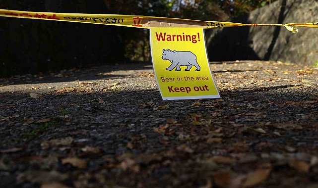 Japon firmadan turizm işletmelerine "ayı sigortası" hizmeti