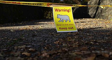 Japon firmadan turizm işletmelerine "ayı sigortası" hizmeti