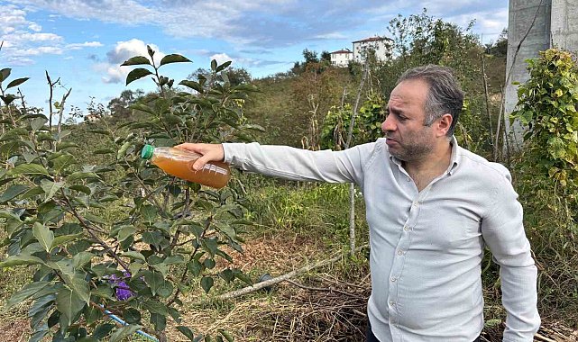 Kadife çiçeği ve soğanla kahverengi kokarcaya doğal çözüm