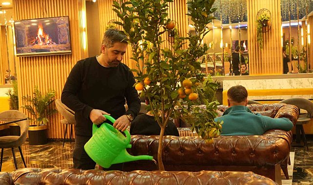 Kafede mandalina yetiştiriyor, müşterilerle paylaşıyor