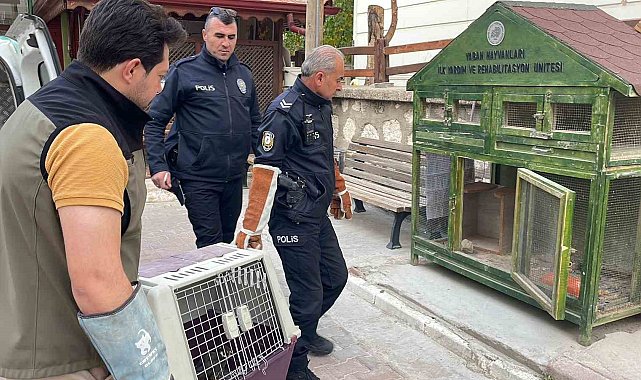 Karaman'da yaralı doğan koruma altına alındı