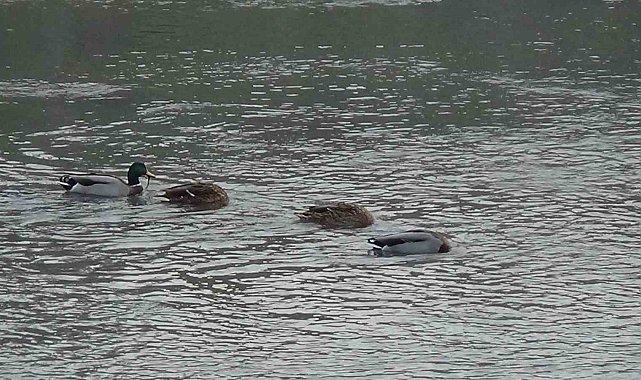 Kars Çayı, yeşilbaş ördeklere ev sahipliği yapıyor