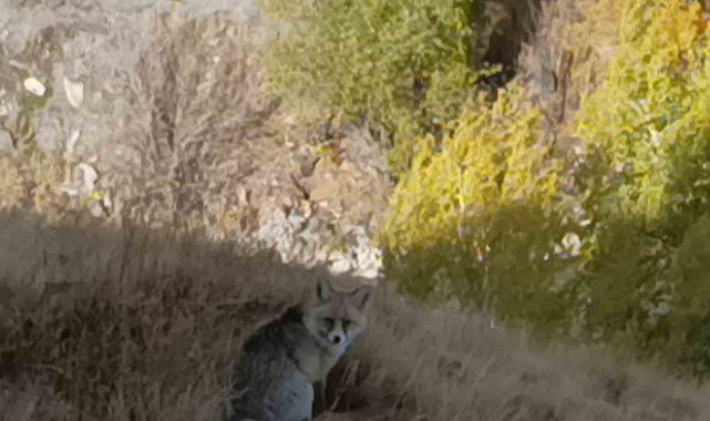 Kars'ta kızıl tilki yiyecek ararken görüntülendi