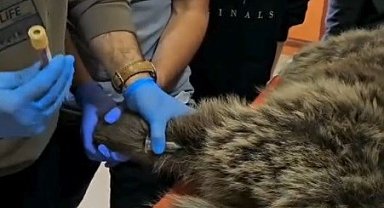 Kars'ta yaralı bozayının tedavisi yapılıyor