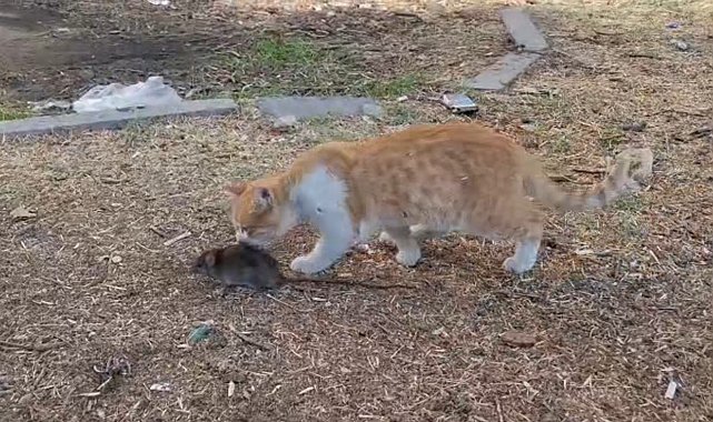 Kedi ile farenin dostluğu şaşırttı