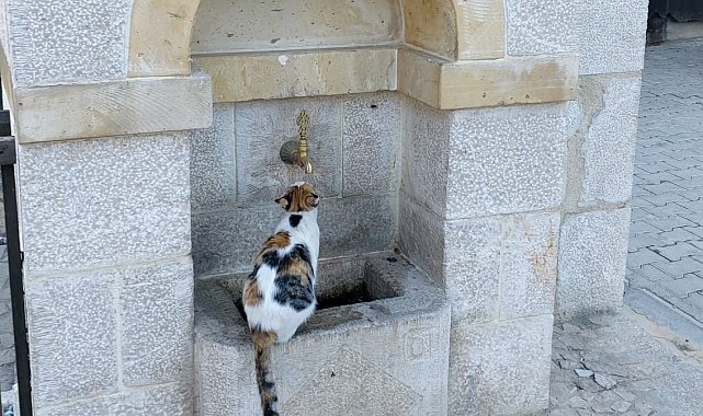 Kemaliye'nin sevimli kedisi 'Tekir' çeşme başı müdavimi oldu