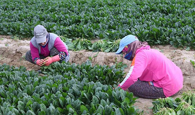 Kış sebzesi ıspanakta hasat bolluğu