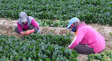 Kış sebzesi ıspanakta hasat bolluğu