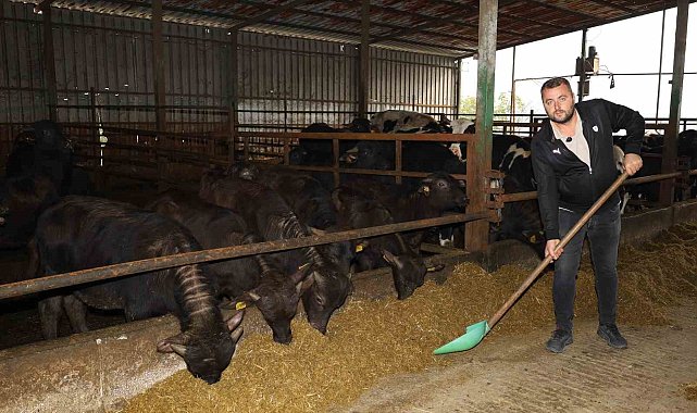 Kocaeli'de manda sayısı artıyor