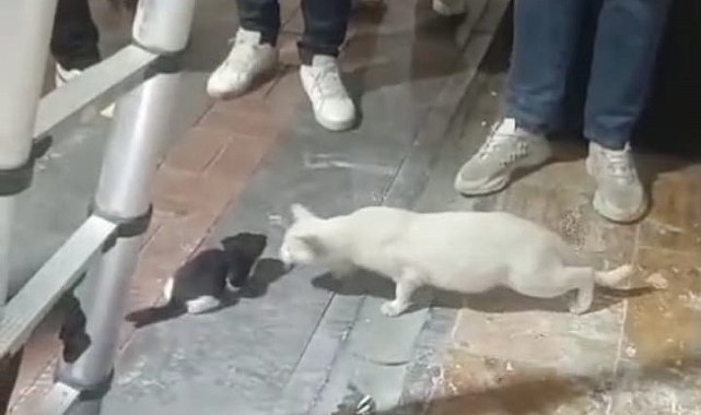 Kolon boşluğuna düşen 2 yavru kedi, itfaiye ekipleri tarafından kurtarıldı