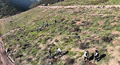 Körfez'e 3 bin 300 Toros sediri dikilecek