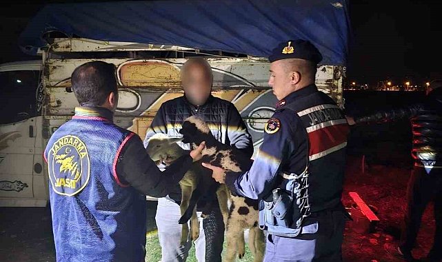 Küçükbaş hayvan çalan 4 kişiyi JASAT yakaladı