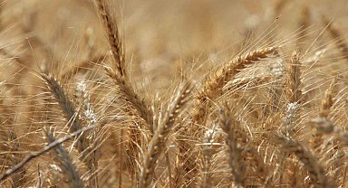 Küresel tahıl üretiminde tüm zamanların zirvesi geliyor