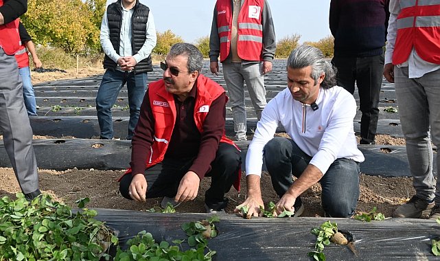 Malatya'da çilek yetiştiriciliğinde hibe destekli proje başladı