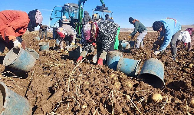 Malazgirt'te ilk defa ekilen patates umut oldu