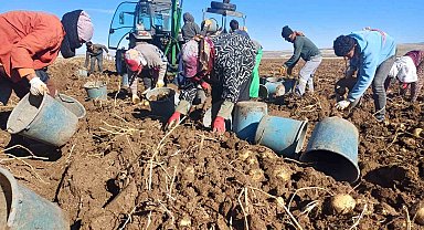 Malazgirt'te ilk defa ekilen patates umut oldu