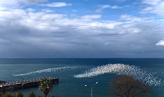 Martıların deniz üstündeki dansı izleyenleri hayran bıraktı