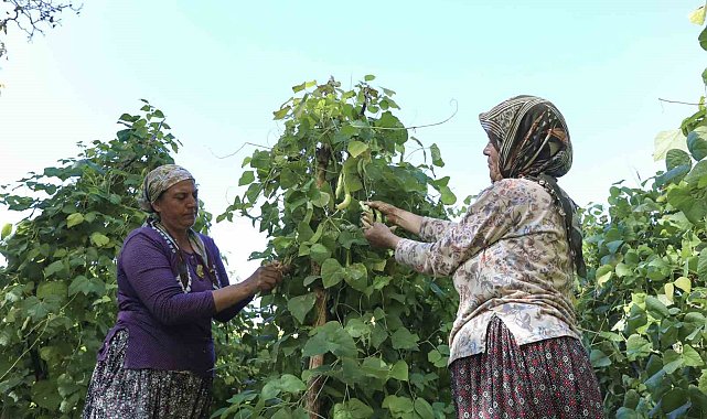 Mersin'de atalık tohumlar gelecek nesillere aktarılıyor