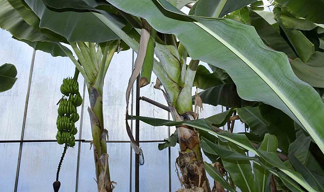 Mersin'de ilginç hırsızlık: Hırsızlar muz ve avokado hasadı yaptı