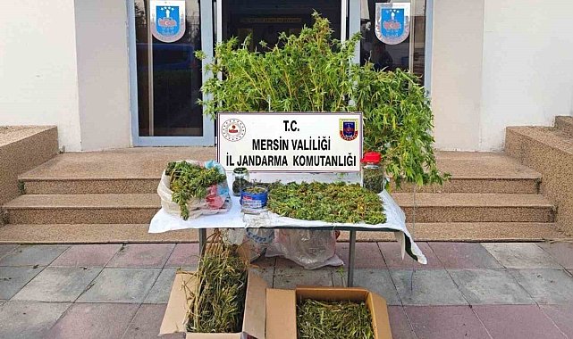 Mersin'de kenevir ekip uyuşturucu üreten şüpheli tutuklandı