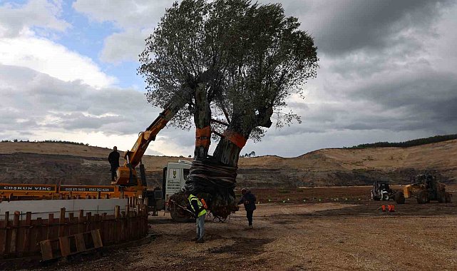 Milas'ta 3 asırlık zeytin ağacı yeni yerine törenle taşındı