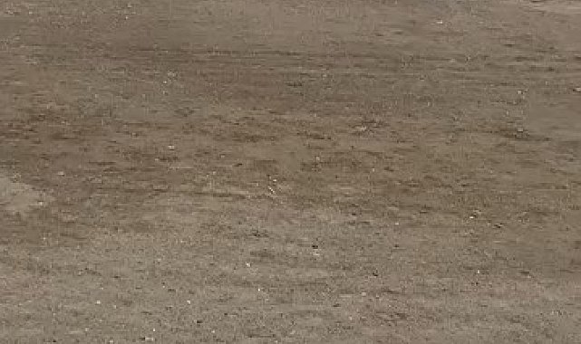 Mudanya sahilinde oltaya takılan martıyı vatandaş kurtardı